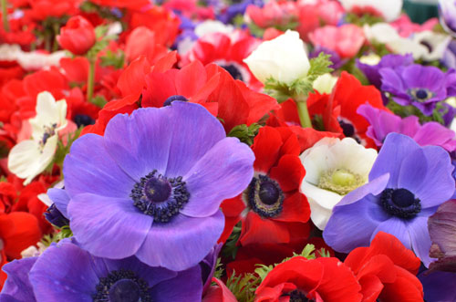flowers